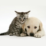 Yellow Goldador Retriever pup with silver tabby kitten