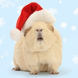 Yellow Guinea pig wearing a Santa hat