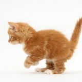 Ginger kitten running