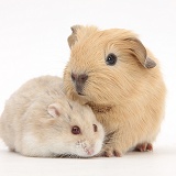 Baby Guinea pig and Russian Hamster