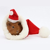 Baby Guinea pig in and wearing a Santa hat