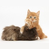 Ginger kitten, 7 weeks old, and shaggy Guinea pig