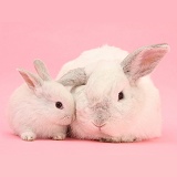 White Lop rabbits on pink background