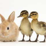 Young Sandy Lop rabbit and Mallard ducklings