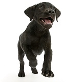 Black Labrador Retriever pup running
