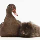 Chocolate Muscovy Duck and shaggy Guinea pig