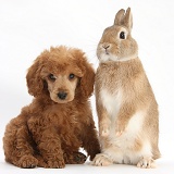Apricot miniature Poodle pup and rabbit