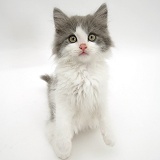Grey-and-white kitten