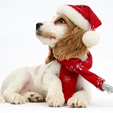 Orange roan Cocker Spaniel pup with scarf and Santa hat