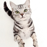 Silver tabby cat reaching up