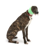 Brindle Lurcher with bandage