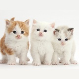 White, colourpoint, and ginger-and-white kittens