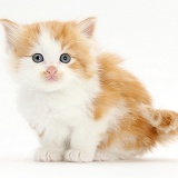 Ginger-and-white kitten