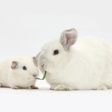 White Guinea pig and white rabbit sharing a blade of grass