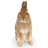 Netherland dwarf-cross rabbit