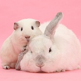 White Guinea pig and white rabbit on pink background
