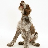 Brown Roan Italian Spinone pup howling