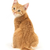 Ginger kitten, looking over his shoulder