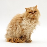 Dishevalled Cream Persian male cat