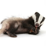 Two playful young Badger with a fir cone
