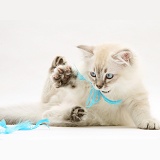 Playful sepia tabby-point Birman-cross kitten