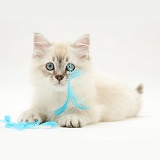 Playful sepia tabby-point Birman-cross kitten