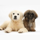 Golden Retriever pup with brown Shih-tzu