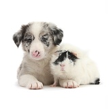 Merle Border Collie puppy and Guinea pig