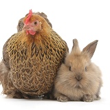 Partridge Pekin Bantam and baby Lionhead cross rabbit