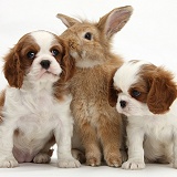 Cavalier King Charles Spaniel pups and rabbit