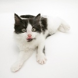 Black-and-white kitten lying down and licking its lips