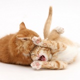 Two ginger kittens in play fight embrace