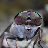 Horsefly eyes