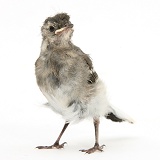 Fledgling Pied Wagtail