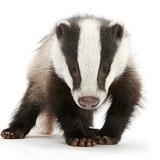 Young Badger
