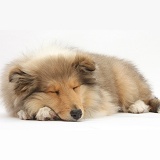 Sleeping Rough Collie pup