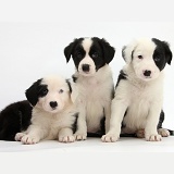 Three Black-and-white Border Collie pups, 6 weeks old