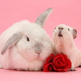 White Guinea pig and white rabbit with a rose
