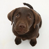 Chocolate Labrador pup