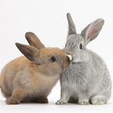 Baby rabbits kissing