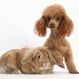 Red toy Poodle dog and sandy Lop rabbit
