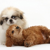 Pekingese pup and Poodle pup