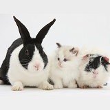 Kitten, rabbit and Guinea pig