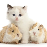 Ragdoll-cross kitten and baby Guinea pigs
