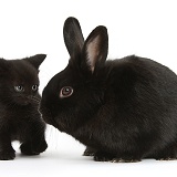 Black kitten, 7 weeks old, and black rabbit
