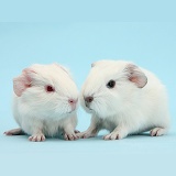 New white baby Guinea pigs on blue background