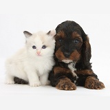Cockapoo pup and Ragdoll-cross kitten
