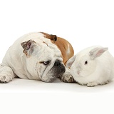 Bulldog and white rabbit