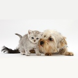 Yorkie and tabby kitten