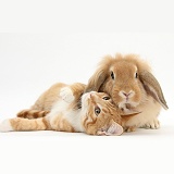 Ginger kitten lying with Sandy Lionhead rabbit